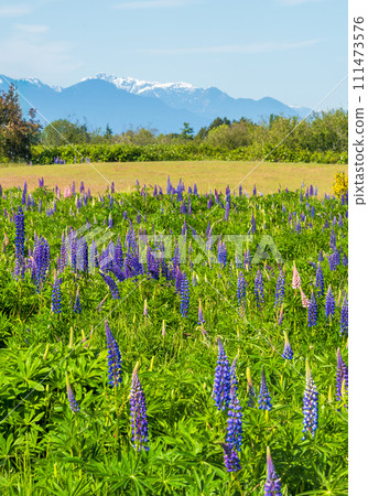 Sundial lupine flowers with mountain landscape and blue sky background 111473576