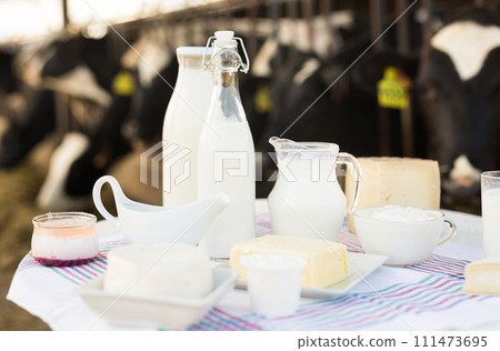 Milk, cottage cheese, cream, cheese on table against background of cows Milk, cottage cheese, cream, cheese on table against background of cows 111473695