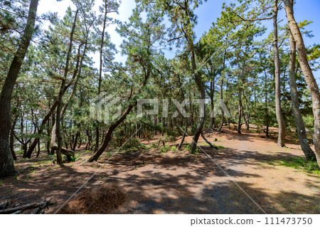 Miho no Matsubara Miho no Matsubara 111473750