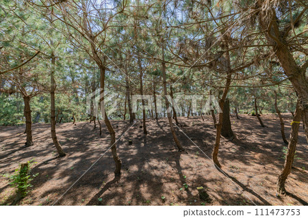 Miho no Matsubara Miho no Matsubara 111473753