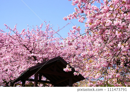 Kawazu cherry tree 111473791