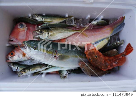 Freshly caught fish Freshly caught fish 111473949