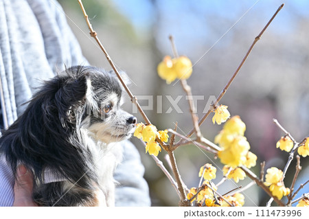 A Chihuahua in a hug and a Japanese lily in full bloom in spring A Chihuahua in a hug and a Japanese lily in full bloom in spring 111473996