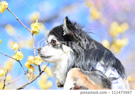 Chihuahuas and Japanese winter flowers in full bloom, refreshing spring sky 111473997