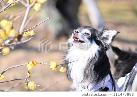 A smiling and playful Chihuahua and a flowering plant in full bloom A smiling and playful Chihuahua and a flowering plant in full bloom 111473998