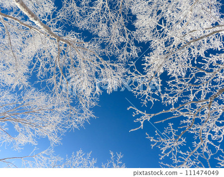 Hoarfrost on trees and blue sky at Mt. Akagi, Gunma Prefecture 111474049