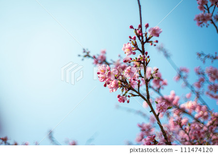河津櫻花 河津櫻花 111474120