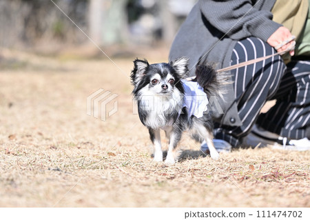 Long coat Chihuahua walking with his female owner 111474702