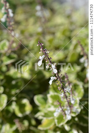 Swedish ivy Marginatus Swedish ivy Marginatus 111474730