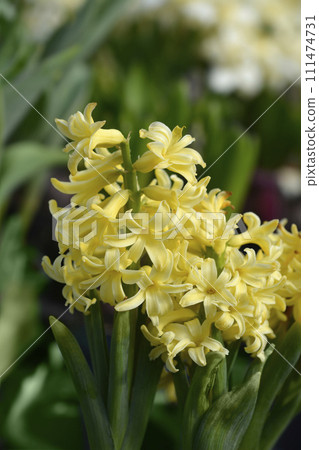Yellow common hyacinth Yellow common hyacinth 111474731