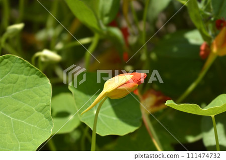 Garden nasturtium 111474732