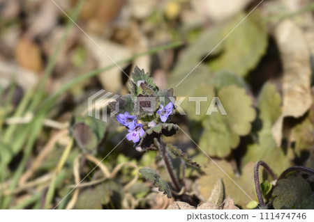 Ground-ivy 111474746