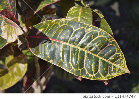 Variegated croton 111474747