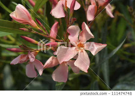 Common oleander 111474748