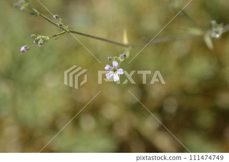 Babys breath Babys breath 111474749
