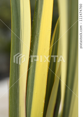 Variegated New Zealand flax 111474760
