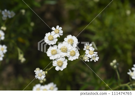 Sneezewort yarrow Sneezewort yarrow 111474765