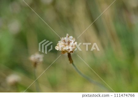 Sea Thrift Rosea Compacta Sea Thrift Rosea Compacta 111474766