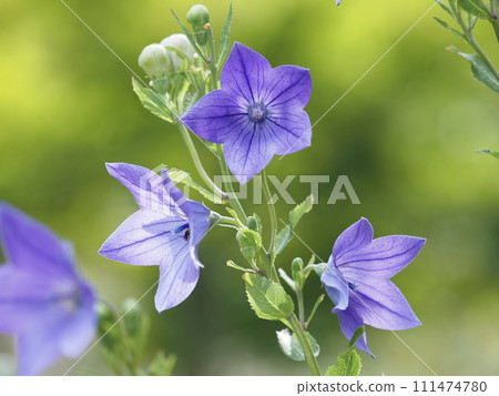 Purple bellflower flower Purple bellflower flower 111474780
