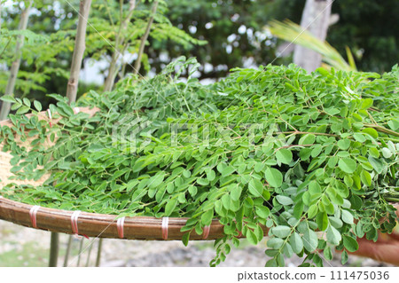 Moringa leaves Moringa leaves 111475036
