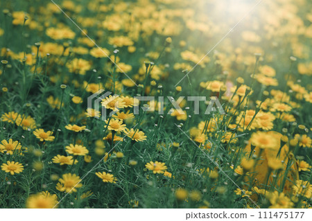 Dahlberg daisy flower in the garden, cute of yellow daisy flower Dahlberg daisy flower in the garden, cute of yellow daisy flower 111475177