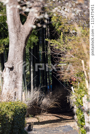 日式庭園旁,一隻貓沿著小路走的風景 日式庭園旁,一隻貓沿著小路走的風景 111475451