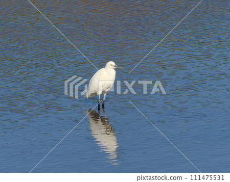 小白鷺 小白鷺 111475531