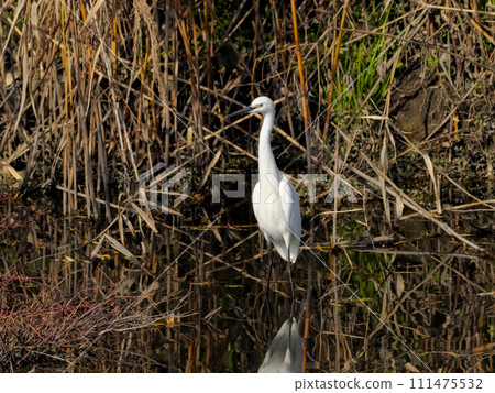 小白鷺 小白鷺 111475532