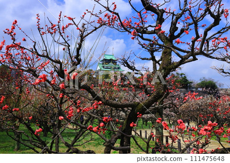 Plum blossoms blooming in Osaka Castle Park (Chuo Ward, Osaka City) <Maya Beni> 111475648