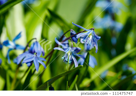 Closeup of blooming blue scilla luciliae flowers in sunny day. First spring bulbous plants. Selective focus with bokeh effect. Closeup of blooming blue scilla luciliae flowers in sunny day. First spring bulbous plants. Selective focus with bokeh effect. 111475747