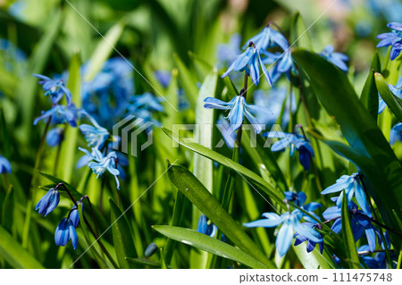 Closeup of blooming blue scilla luciliae flowers in sunny day. First spring bulbous plants. Selective focus with bokeh effect. Closeup of blooming blue scilla luciliae flowers in sunny day. First spring bulbous plants. Selective focus with bokeh effect. 111475748