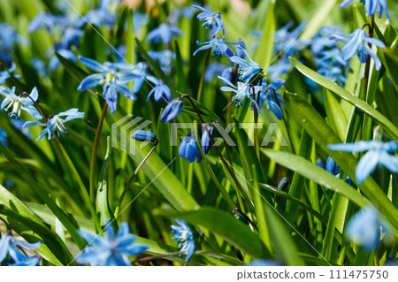 Closeup of blooming blue scilla luciliae flowers in sunny day. First spring bulbous plants. Selective focus with bokeh effect. Closeup of blooming blue scilla luciliae flowers in sunny day. First spring bulbous plants. Selective focus with bokeh effect. 111475750