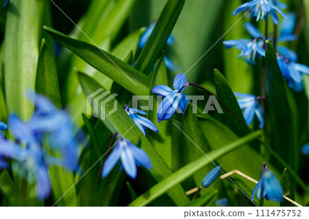 Closeup of blooming blue scilla luciliae flowers in sunny day. First spring bulbous plants. Selective focus with bokeh effect. Closeup of blooming blue scilla luciliae flowers in sunny day. First spring bulbous plants. Selective focus with bokeh effect. 111475752