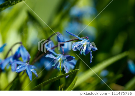 Closeup of blooming blue scilla luciliae flowers with raindrops in sunny day. First spring bulbous plants. Selective focus with bokeh effect. Closeup of blooming blue scilla luciliae flowers with raindrops in sunny day. First spring bulbous plants. Selective focus with bokeh effect. 111475756