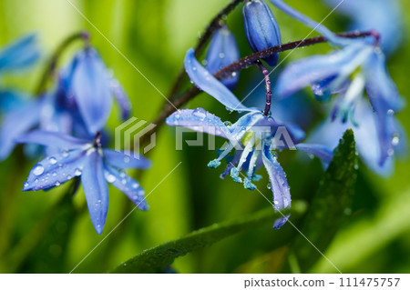Closeup of blooming blue scilla luciliae flowers with raindrops in sunny day. First spring bulbous plants. Selective focus with bokeh effect. 111475757