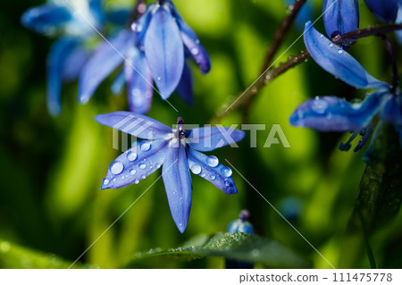 Closeup of blooming blue scilla luciliae flowers with raindrops in sunny day. First spring bulbous plants. Selective focus with bokeh effect. Closeup of blooming blue scilla luciliae flowers with raindrops in sunny day. First spring bulbous plants. Selective focus with bokeh effect. 111475778