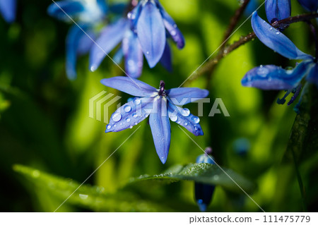 Closeup of blooming blue scilla luciliae flowers with raindrops in sunny day. First spring bulbous plants. Selective focus with bokeh effect. Closeup of blooming blue scilla luciliae flowers with raindrops in sunny day. First spring bulbous plants. Selective focus with bokeh effect. 111475779