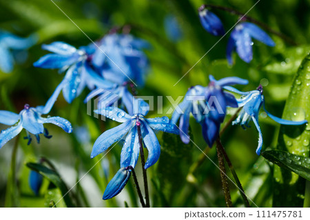 Closeup of blooming blue scilla luciliae flowers with raindrops in sunny day. First spring bulbous plants. Selective focus with bokeh effect. 111475781