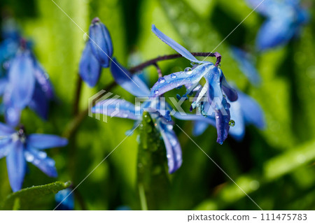 Closeup of blooming blue scilla luciliae flowers with raindrops in sunny day. First spring bulbous plants. Selective focus with bokeh effect. Closeup of blooming blue scilla luciliae flowers with raindrops in sunny day. First spring bulbous plants. Selective focus with bokeh effect. 111475783