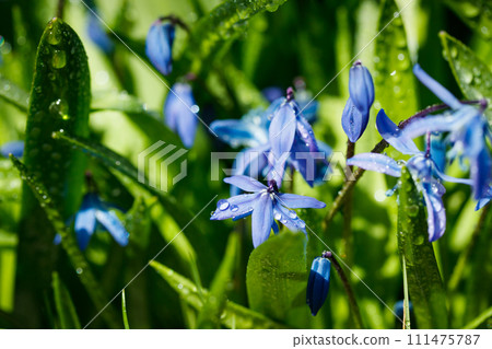 Closeup of blooming blue scilla luciliae flowers with raindrops in sunny day. First spring bulbous plants. Selective focus with bokeh effect. 111475787