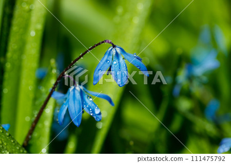 Closeup of blooming blue scilla luciliae flowers with raindrops in sunny day. First spring bulbous plants. Selective focus with bokeh effect. Closeup of blooming blue scilla luciliae flowers with raindrops in sunny day. First spring bulbous plants. Selective focus with bokeh effect. 111475792