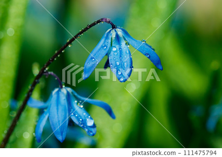 Closeup of blooming blue scilla luciliae flowers with raindrops in sunny day. First spring bulbous plants. Selective focus with bokeh effect. 111475794