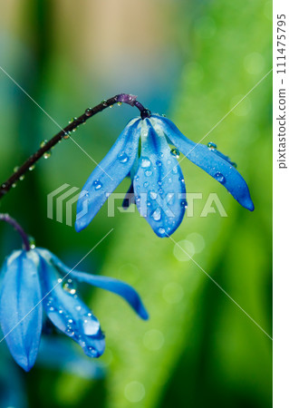 Closeup of blooming blue scilla luciliae flowers with raindrops in sunny day. First spring bulbous plants. Selective focus with bokeh effect. 111475795