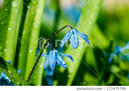 Closeup of blooming blue scilla luciliae flowers with raindrops in sunny day. First spring bulbous plants. Selective focus with bokeh effect. 111475796