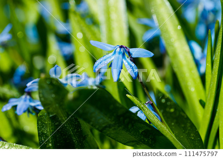 Closeup of blooming blue scilla luciliae flowers with raindrops in sunny day. First spring bulbous plants. Selective focus with bokeh effect. 111475797