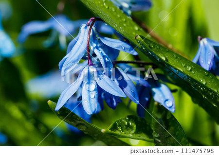 Closeup of blooming blue scilla luciliae flowers with raindrops in sunny day. First spring bulbous plants. Selective focus with bokeh effect. 111475798