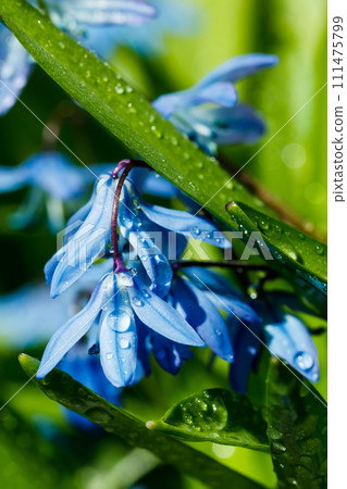 Closeup of blooming blue scilla luciliae flowers with raindrops in sunny day. First spring bulbous plants. Selective focus with bokeh effect. Closeup of blooming blue scilla luciliae flowers with raindrops in sunny day. First spring bulbous plants. Selective focus with bokeh effect. 111475799