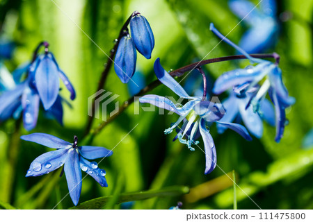 Closeup of blooming blue scilla luciliae flowers with raindrops in sunny day. First spring bulbous plants. Selective focus with bokeh effect. Closeup of blooming blue scilla luciliae flowers with raindrops in sunny day. First spring bulbous plants. Selective focus with bokeh effect. 111475800