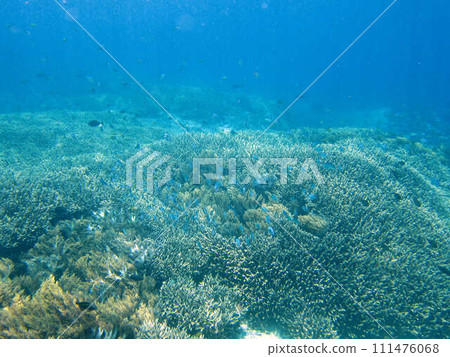 [Bali] Coral reef and tropical fish off the coast of Lembongan Island 111476068