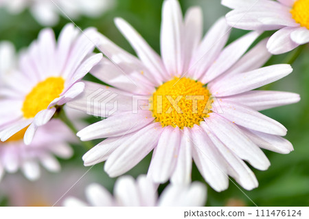 White Margaret White Margaret 111476124
